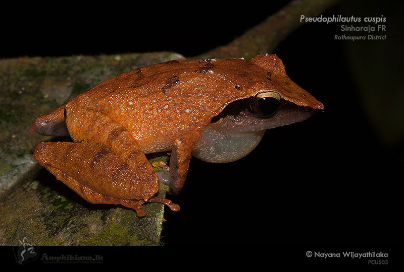 Sharp-snouted Shrub Frog