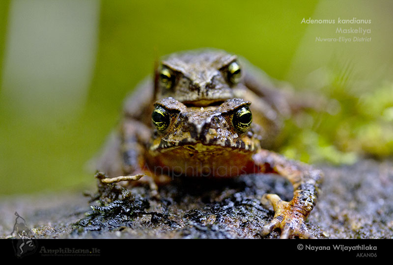 Kandiyan dwarf toad