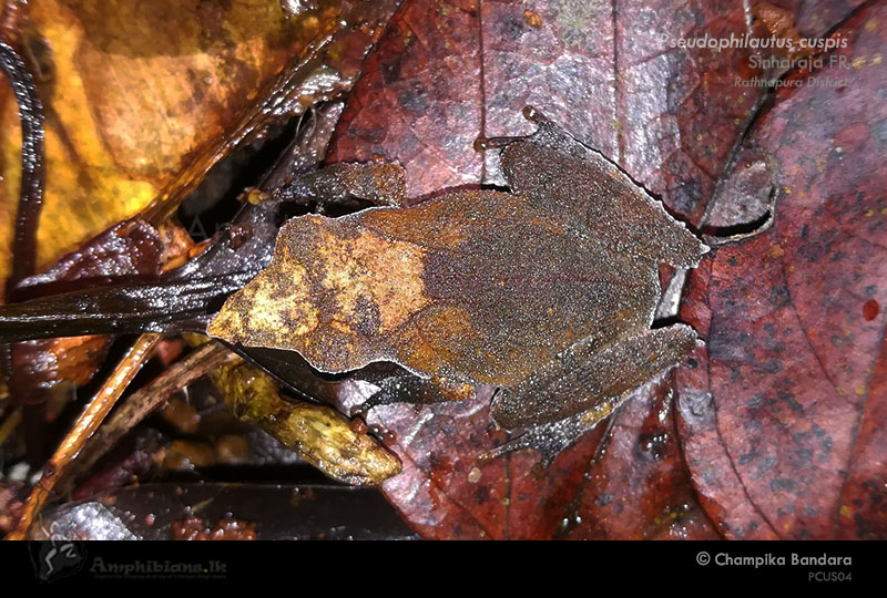 Sharp-snouted Shrub Frog