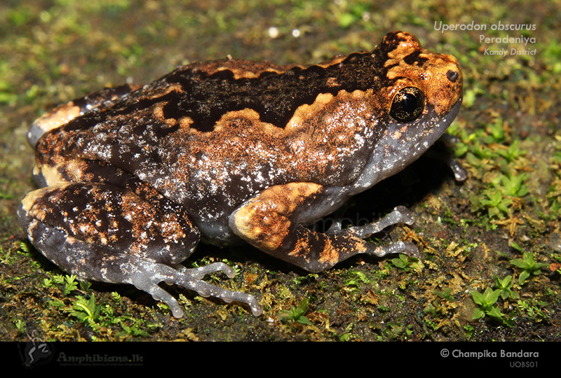 Sri Lankan Globular Frog