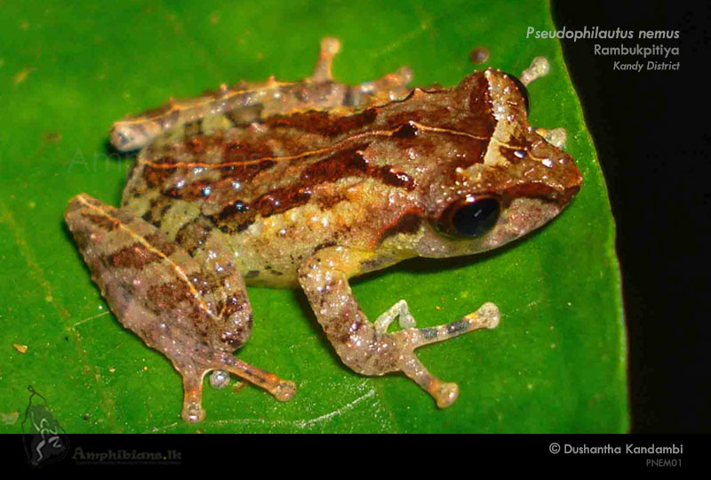 Whistling Shrub Frog