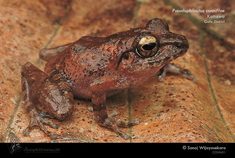 Conniff's shrub frog