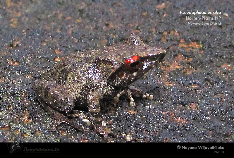 Horton Plains Shrub Frog