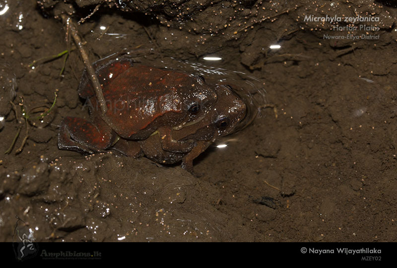 Sri Lanka Narrow-mouth Frog
