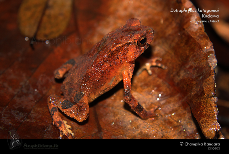 Kotagama's Toad