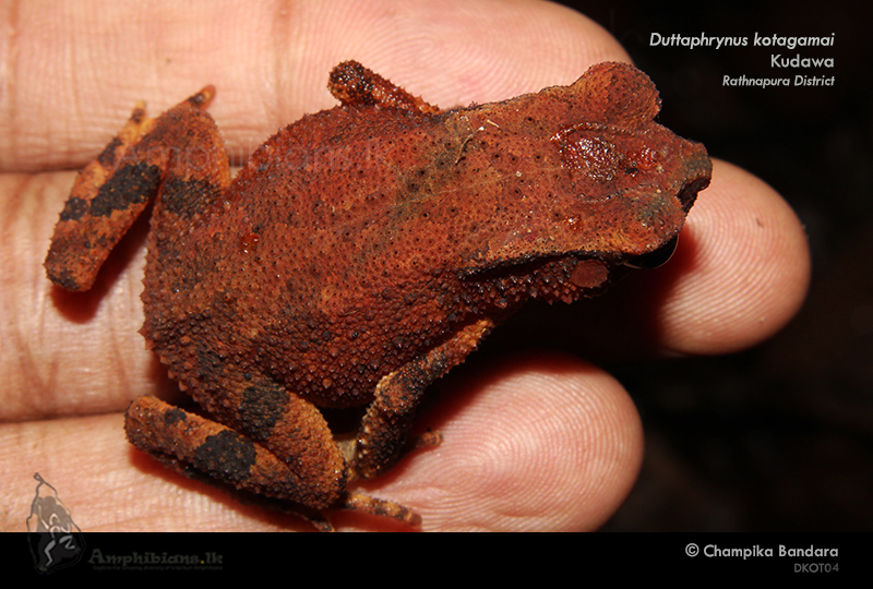 Kotagama's Toad