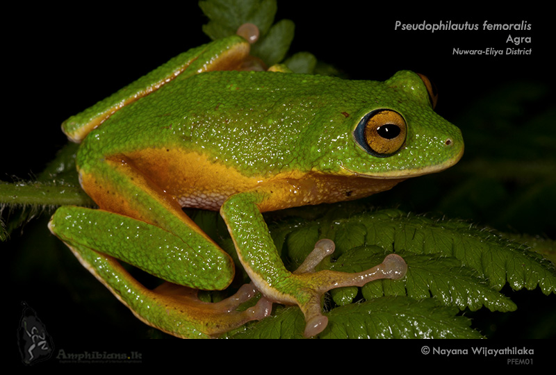 Leaf-nesting Shrub Frog