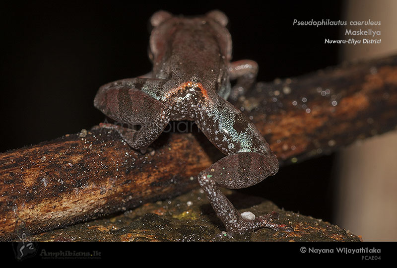 Blue Thigh Shrub Frog