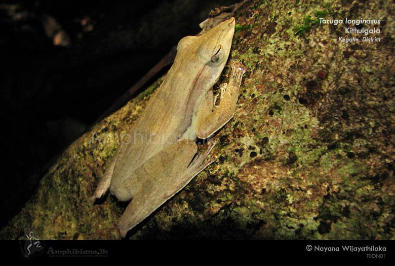 Long-snouted Tree Frog