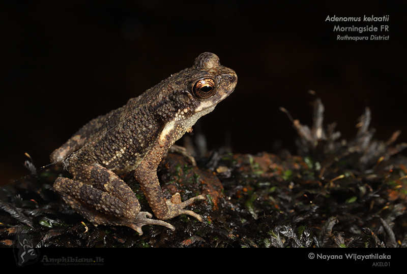 Kelaart's Dwarf Toad