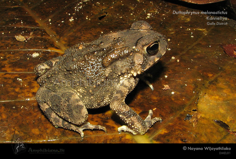 Common Toad