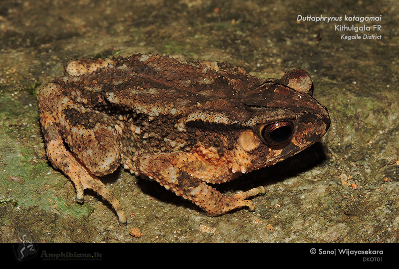 Kotagama's Toad