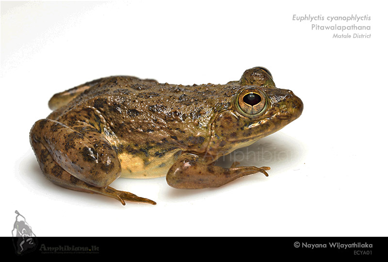 Mudigere skipper frog