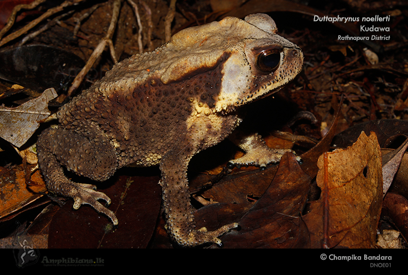 Noellert's Toad