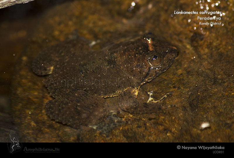 Corrugated Water Frog