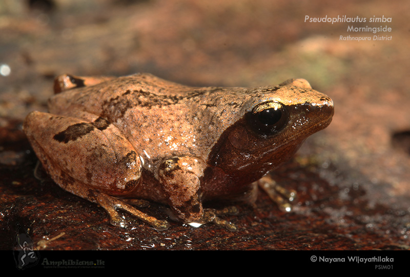 Sinharaja Shrub Frog