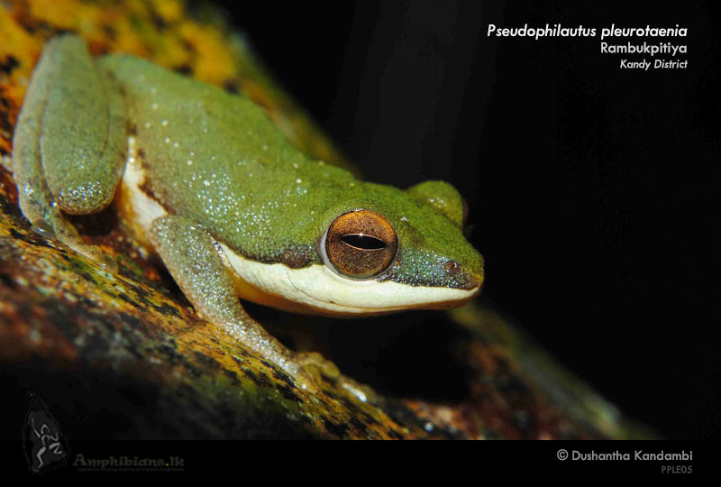Side Striped Shrub Frog