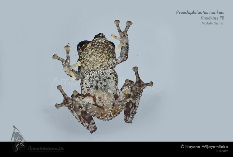 Hanken's shrub frog