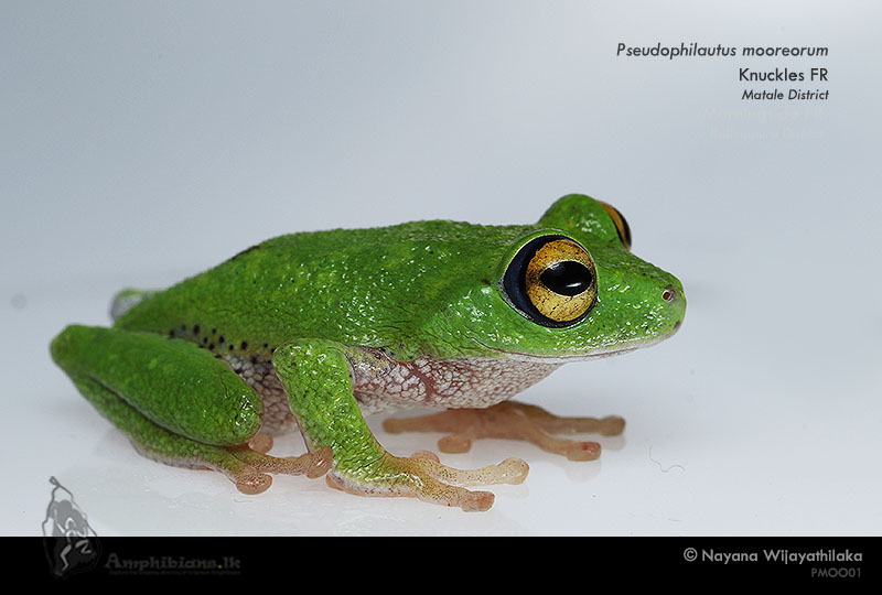 Moore's Shrub Frog