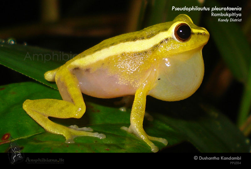 Side Striped Shrub Frog