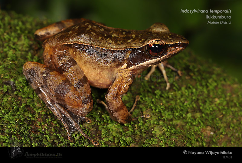 Günther's Golden-backed Frog