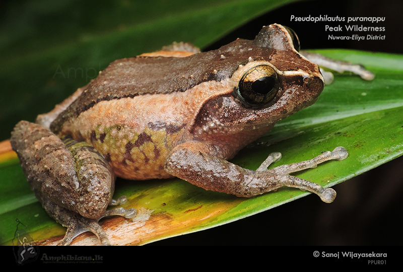 Puran Appu's Shrub Frog