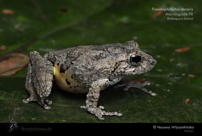 Elegant Shrub Frog