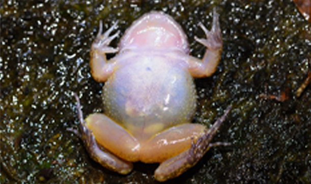 Sri lanka rock frog