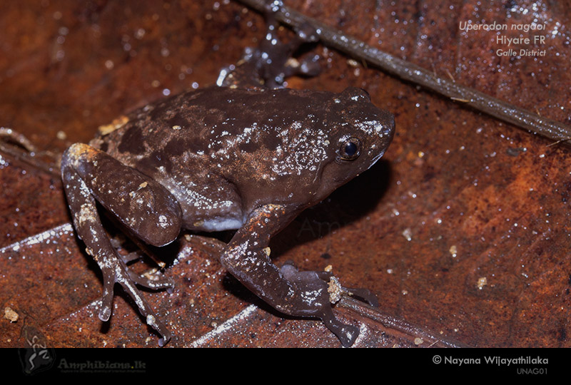 Nagao's Globular Frog