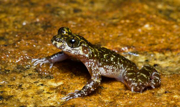 Sri lanka rock frog