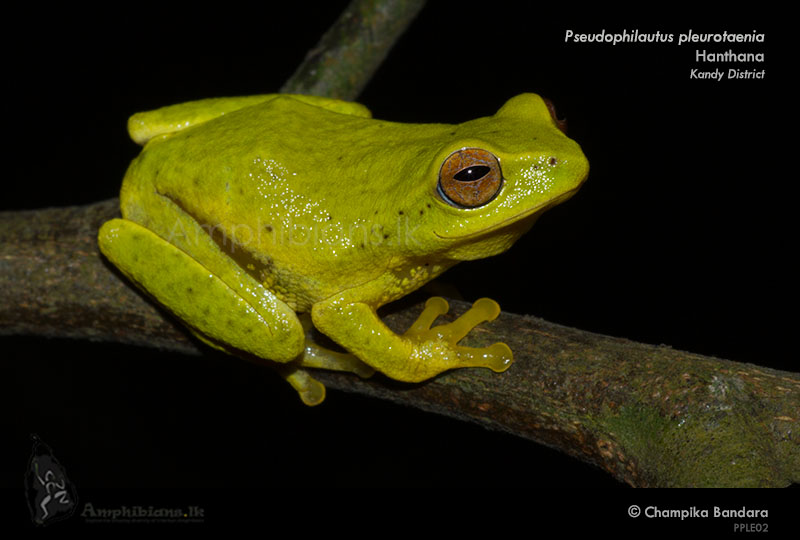 Side Striped Shrub Frog