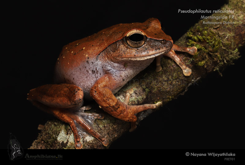 Reticulated Thigh Shrub Frog