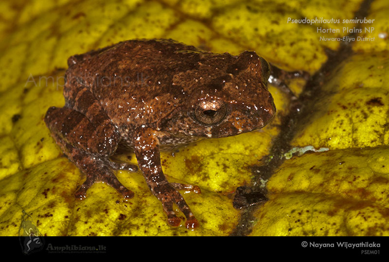 Annandale's Shrub Frog