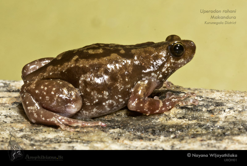 Rohan's Globular Frog